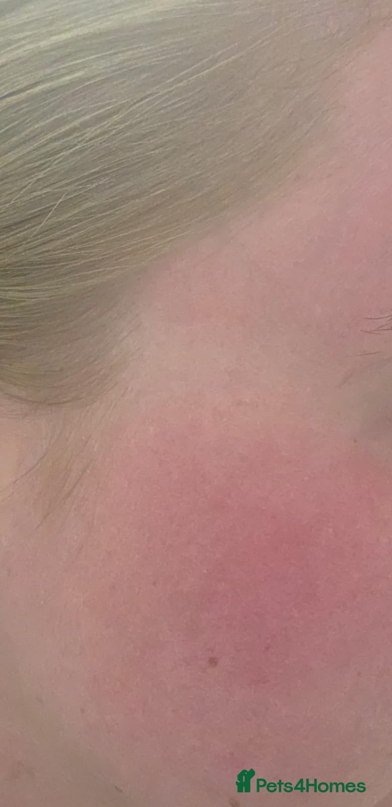 Labrador Retriever dogs Mr Dearden - Advert 11