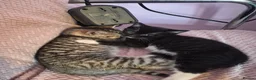 Mixed Breed cats for sale: 3 kittens for sale  - Advert 7