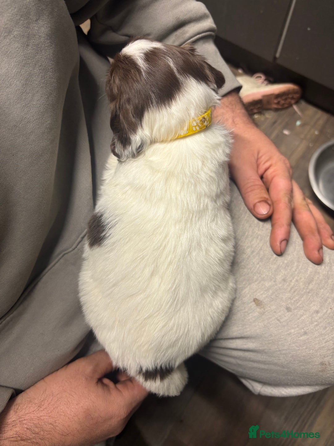 Mixed Breed dogs for sale: Spaniel puppies - Advert 5