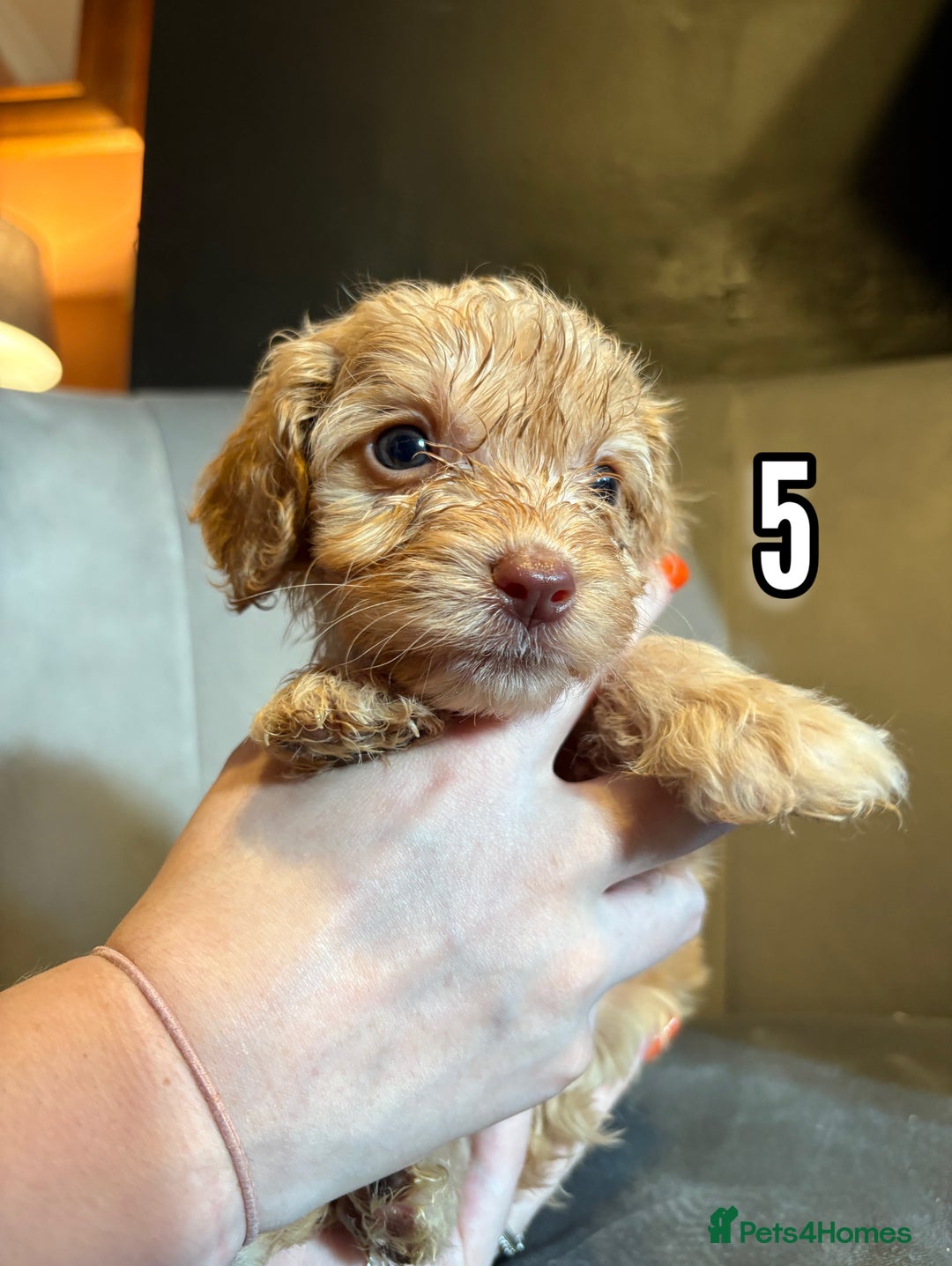 Cockapoo dogs for sale: REDUCED READY NOW TO LEAVE 5 pups left  - Image 8
