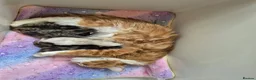 Mixed Breed cats for sale: 6 month kittens for sale - Advert 3