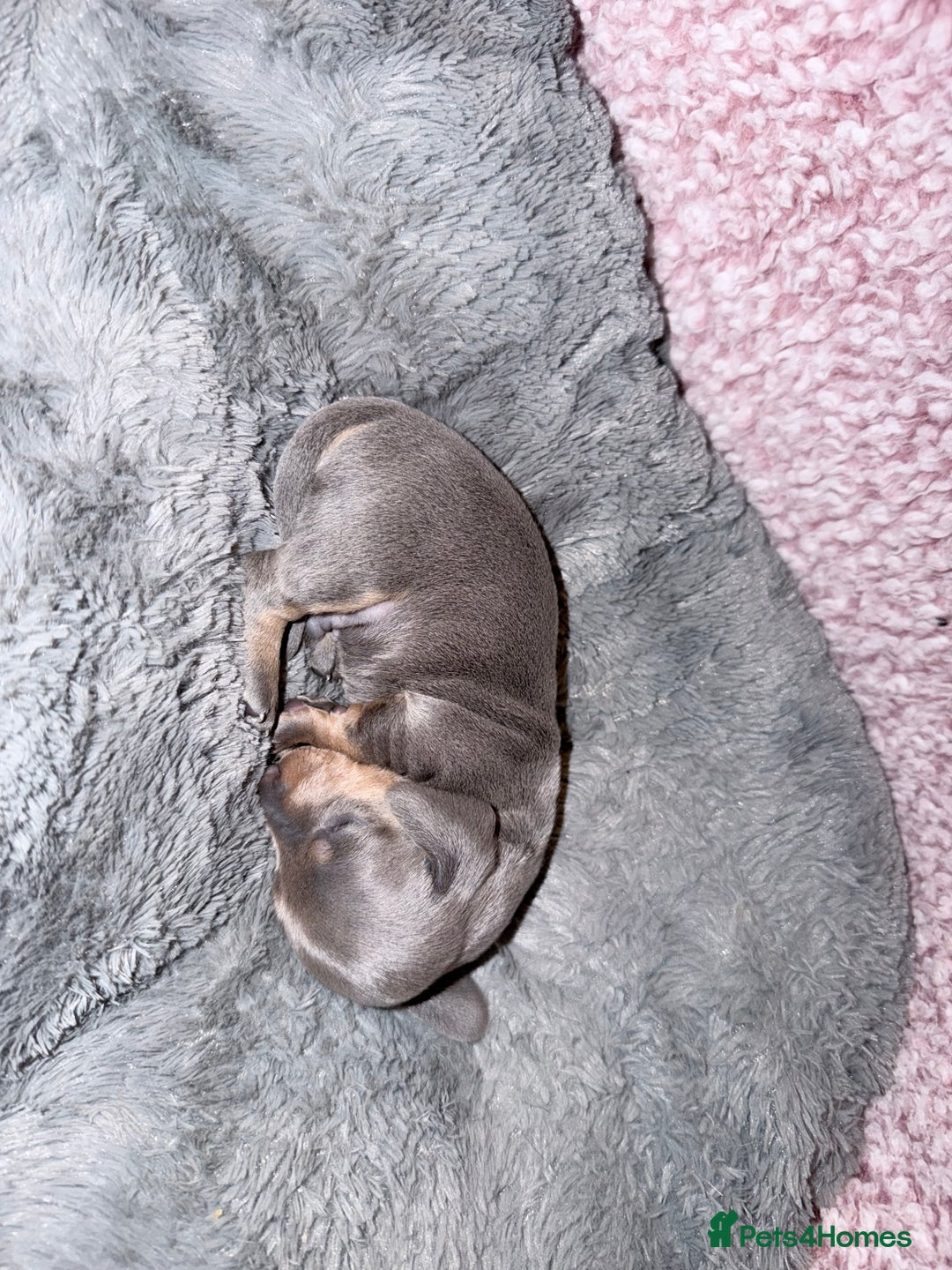 Miniature Dachshund dogs for sale: Stunning kc reg miniature dachshund puppies - Advert 14