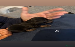 Chiweenie dogs for sale: Chiweenies - Image 9