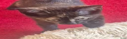 Mixed Breed cats for sale: Cute kitten - Advert 2
