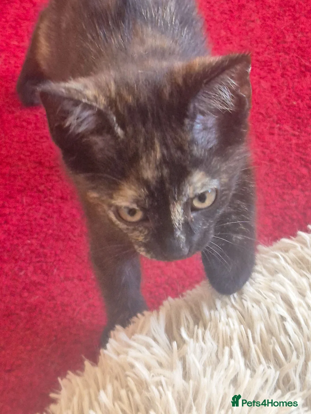 Mixed Breed cats for sale: Cute kitten - Advert 2