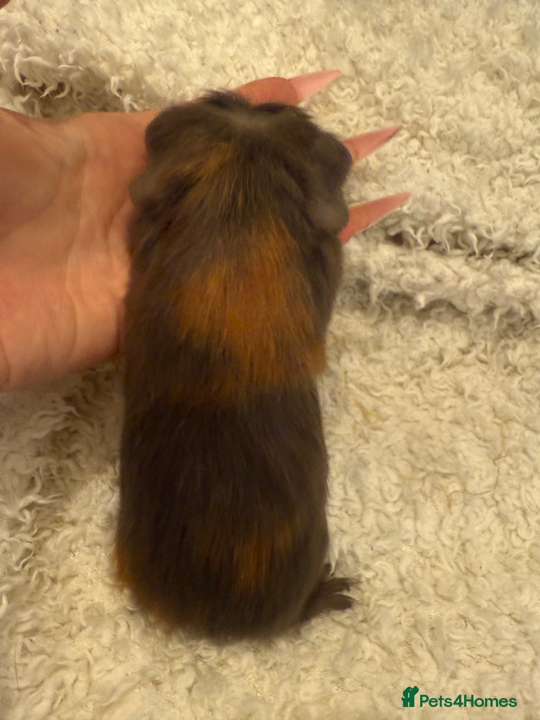 Guinea Pig rodents for sale: Baby guinea pigs  - Advert 4