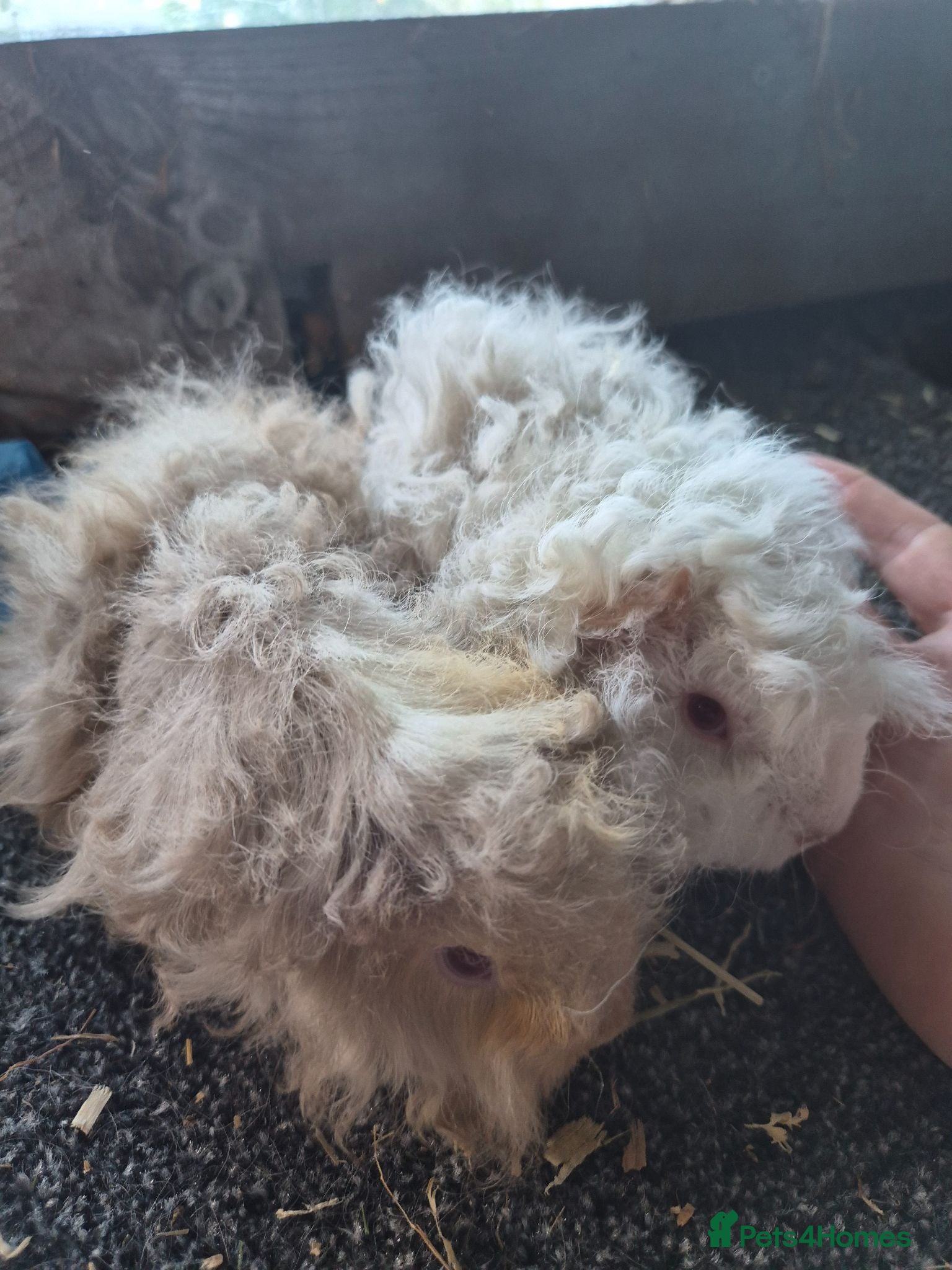 Guinea Pig rodents Pair of guinea pig sows cream/lilac - Advert 3