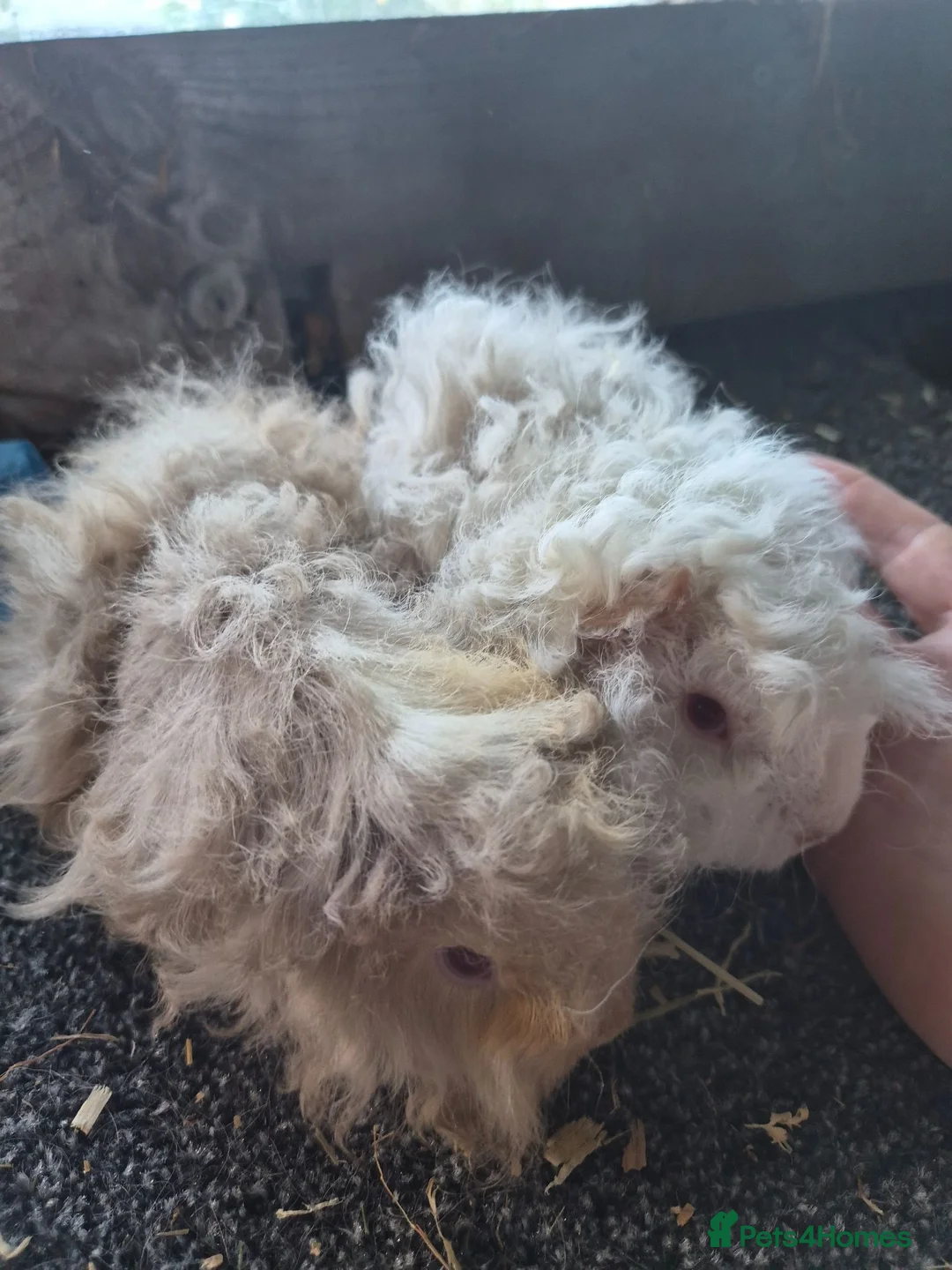 Guinea Pig rodents for sale: Pair of guinea pig sows cream/lilac in St. Neots - Advert 1