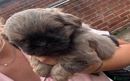 Shih Tzu dogs for sale: A girl and a boy - Image 16