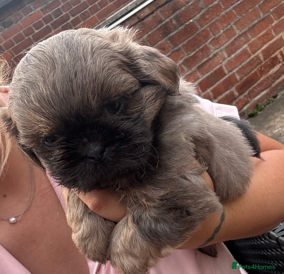 Shih Tzu dogs for sale: A girl and a boy - Image 16