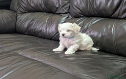 Maltese dogs for sale: Beautiful Small Size Maltese ONLY TWO PUPPIES LEFT - Image 31