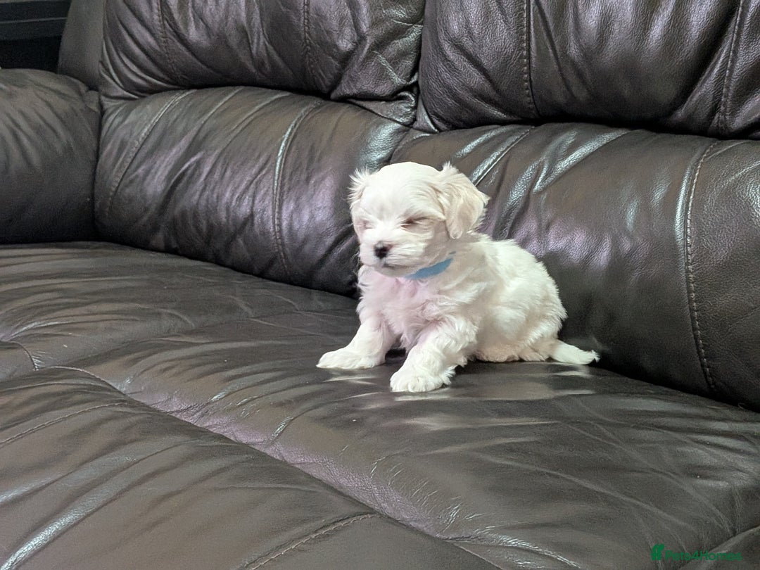 Maltese dogs for sale: Beautiful Small Size Maltese ONLY TWO PUPPIES LEFT - Image 31