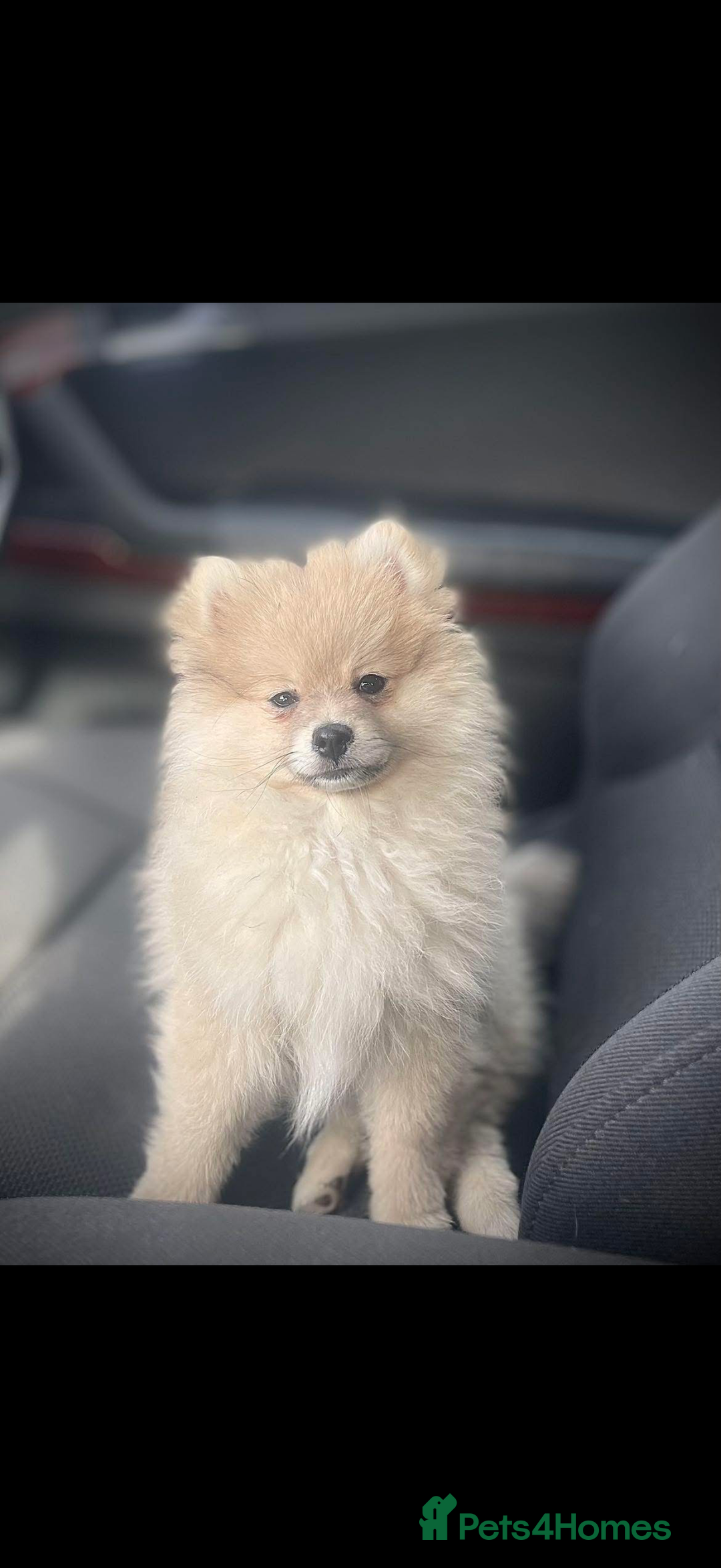 Pomchi dogs for sale: Pomchi puppies  - Advert 5