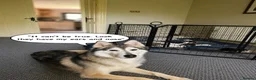 Mixed Breed dogs for sale: Husky Hybrid Puppies (Utonagans)  - Advert 16
