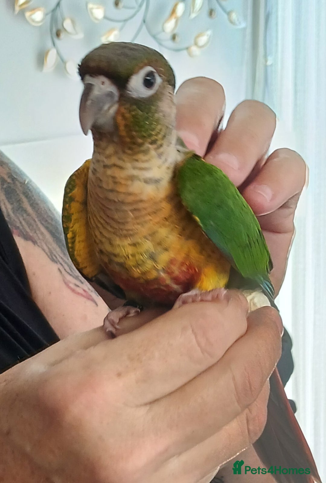 Conures birds for sale: Conures handreared Conures Green Cheeks  - Image 5