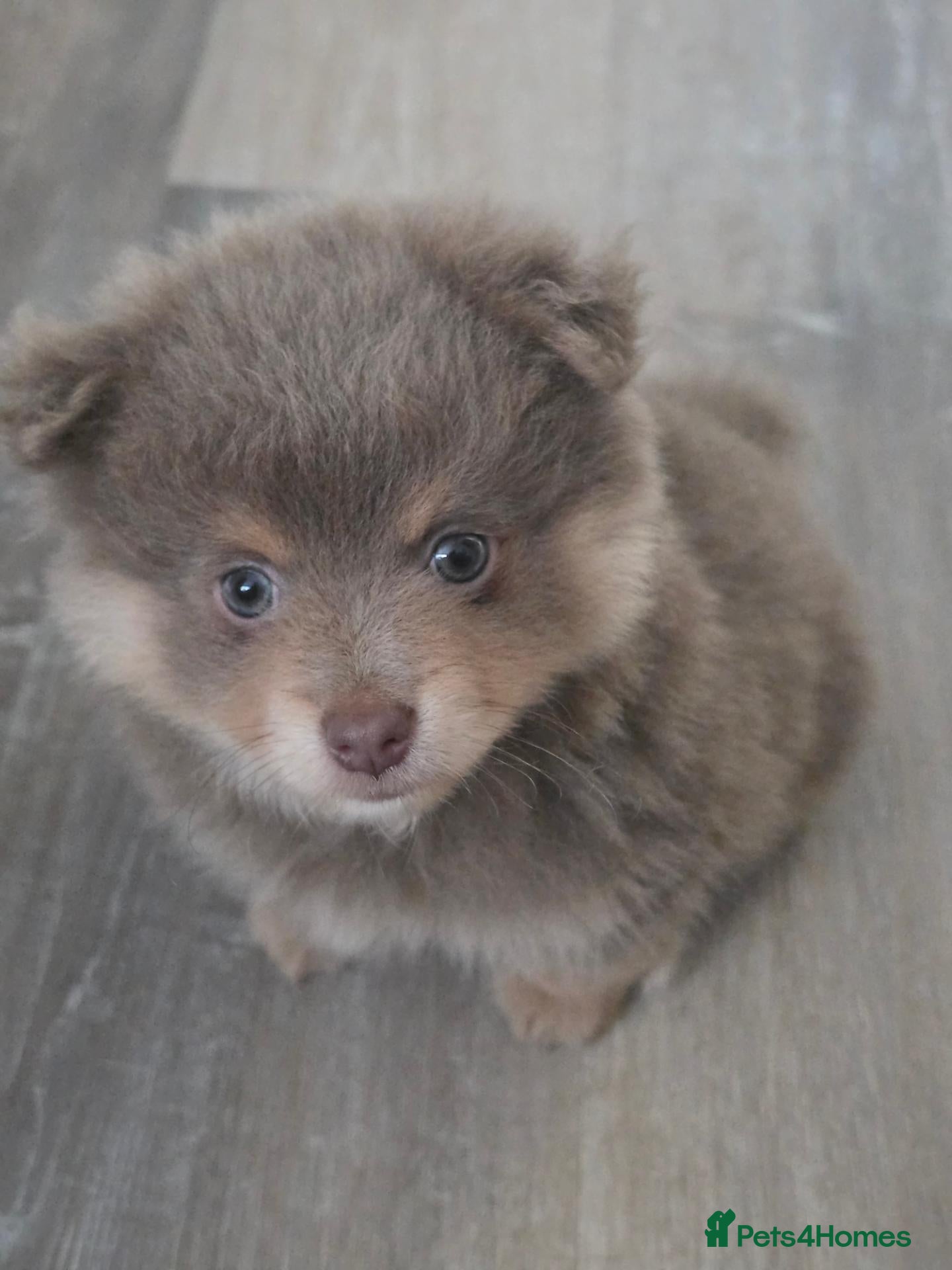 Pomeranian dogs  🐾💕 GORGEOUS POMERANIAN PUPPIES 💕🐾 - Advert 2