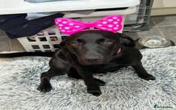 Labrador Retriever dogs for sale: Meet Tilly 💕 - Image 1