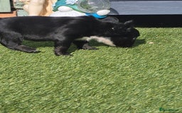 French Bulldog dogs for sale: Fluffy french bulldogs +c2  - Image 18