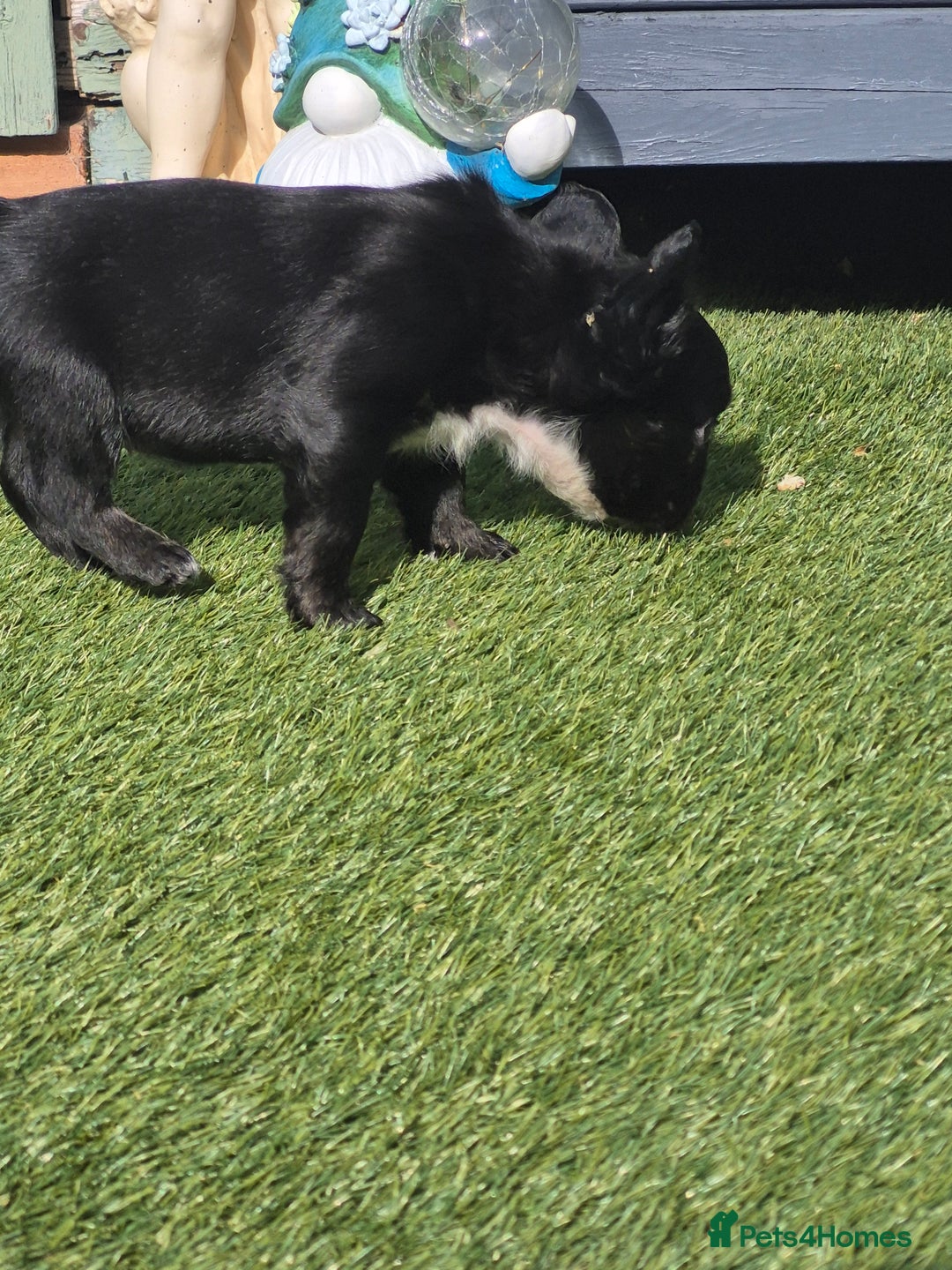 French Bulldog dogs for sale: Fluffy french bulldogs +c2  - Image 18