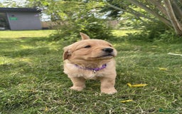 Golden Retriever dogs for sale: Kc pedigree golden retrievers (fox red  in Malton - Image 13