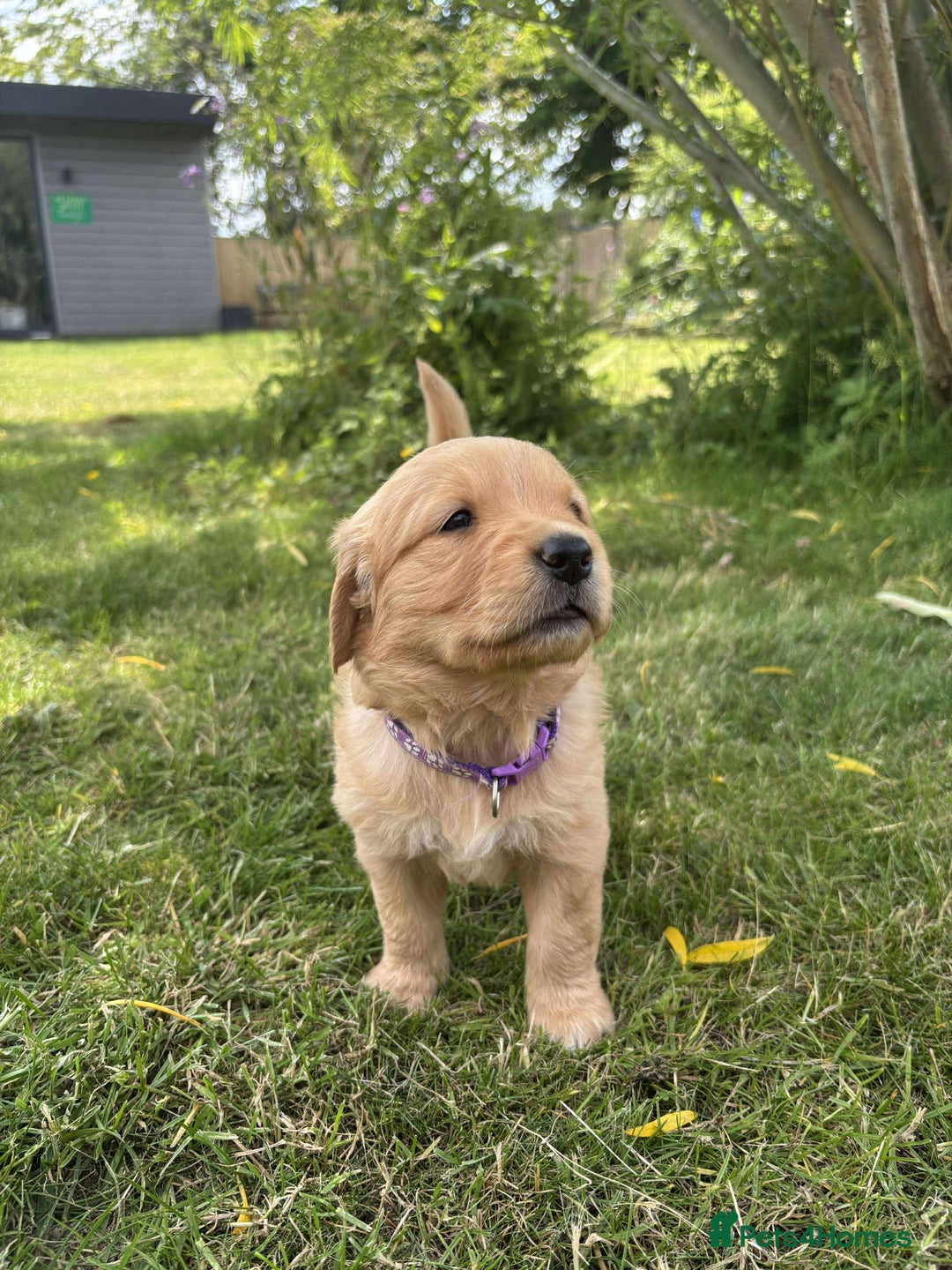 Golden Retriever dogs for sale: Kc pedigree golden retrievers (fox red  in Malton - Image 13