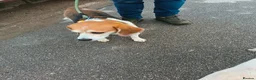 Beagle dogs for sale: Male Beagle  - Advert 4