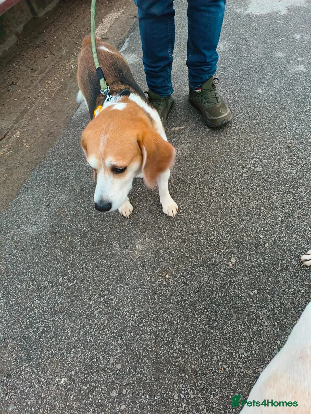 Beagle dogs for sale: Male Beagle  - Advert 4