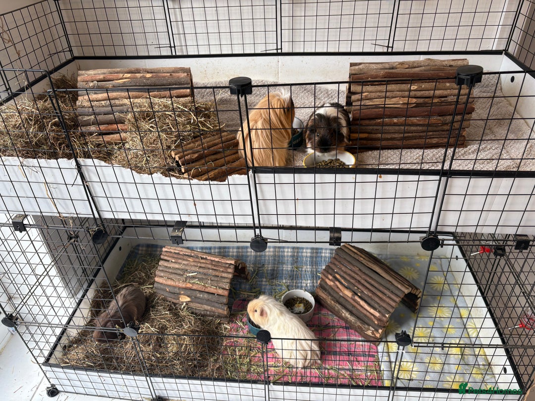 Guinea Pig rodents for sale: Male Guinea Pigs - Advert 9