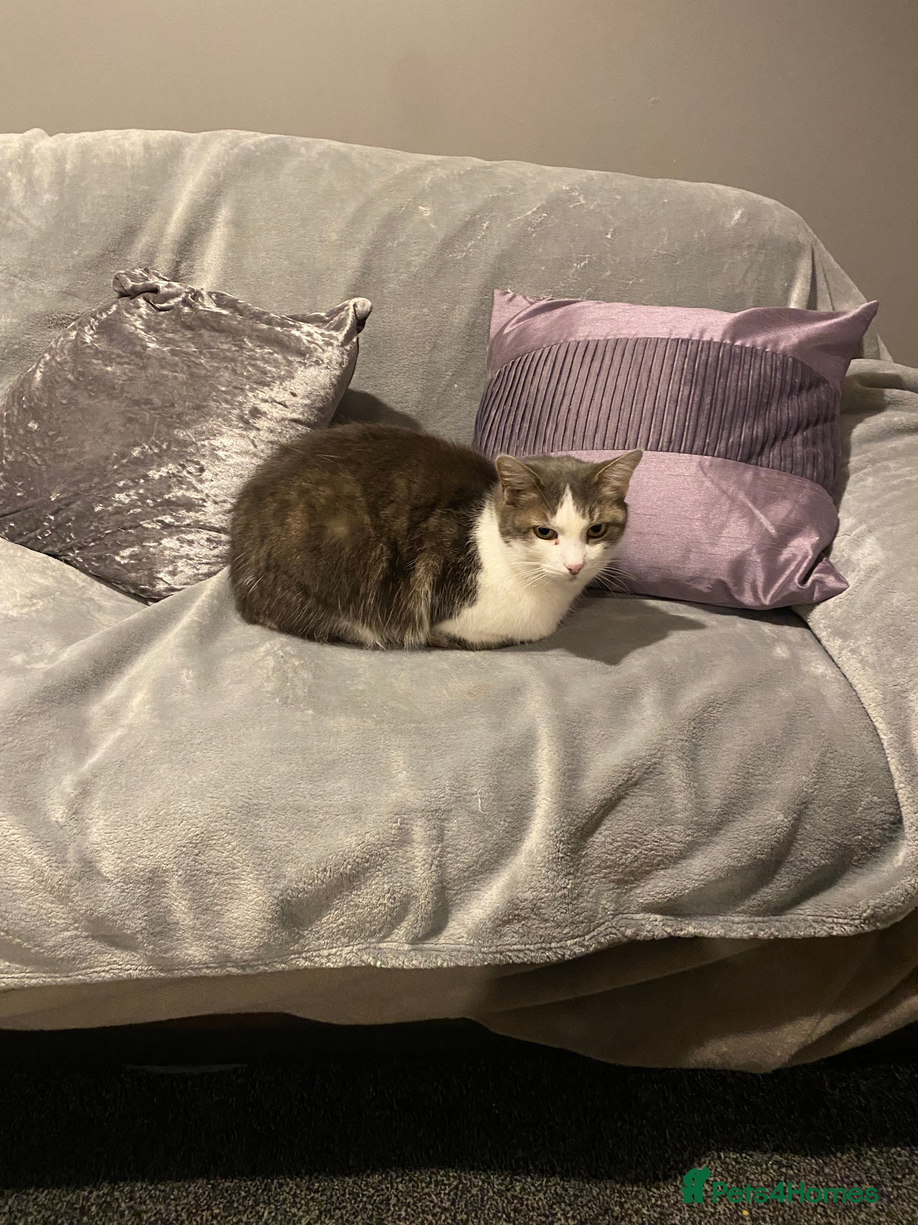 British Shorthair cats Two adult female cats  - Advert 1