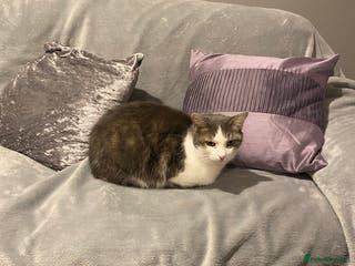 British Shorthair cats Two adult female cats - Advert 3