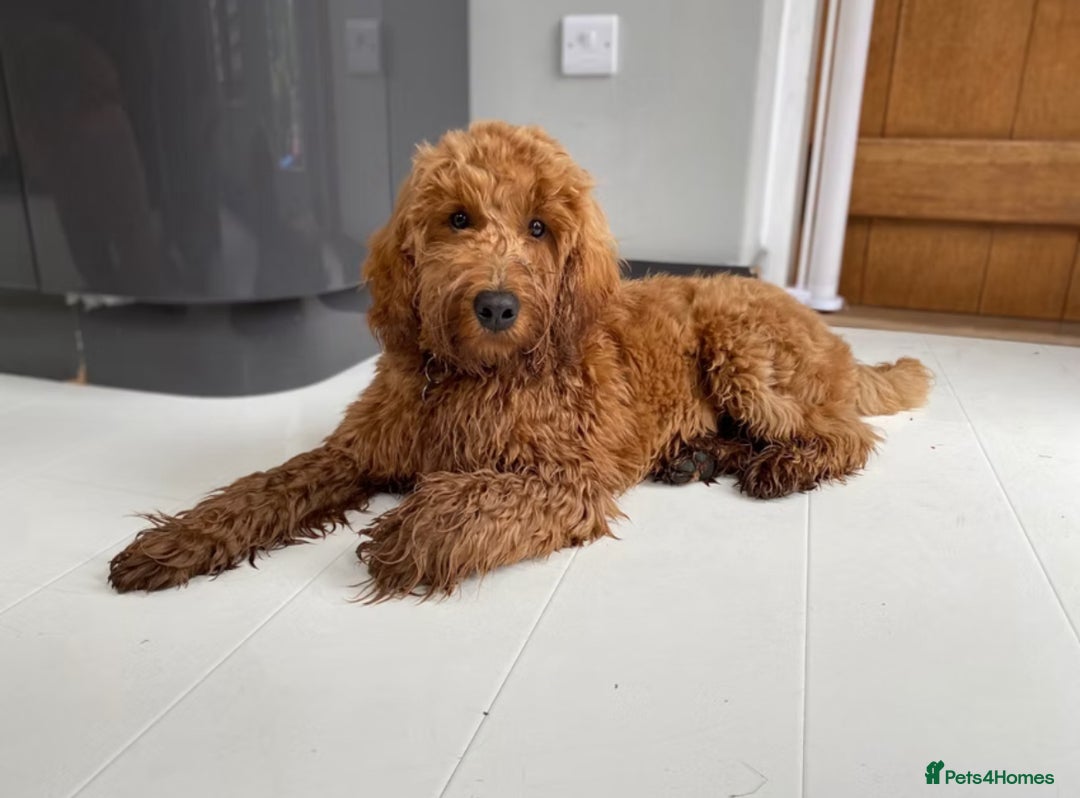 Goldendoodle dogs for sale: Stunning F2B Goldendoodles - Image 37