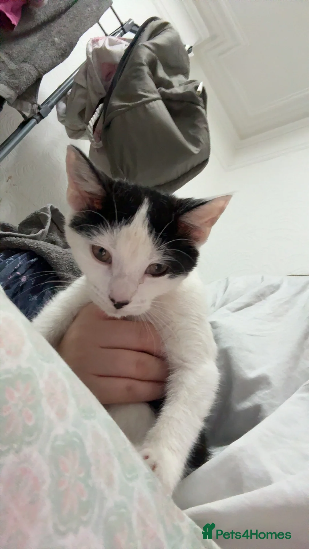 Mixed Breed cats for sale: Beautiful Kittens Looking for Loving Homes 🐱💕 - Advert 2
