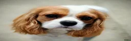 Cavalier King Charles Spaniel dogs for sale: KC health tested outgoing male in Llandysul - Advert 1