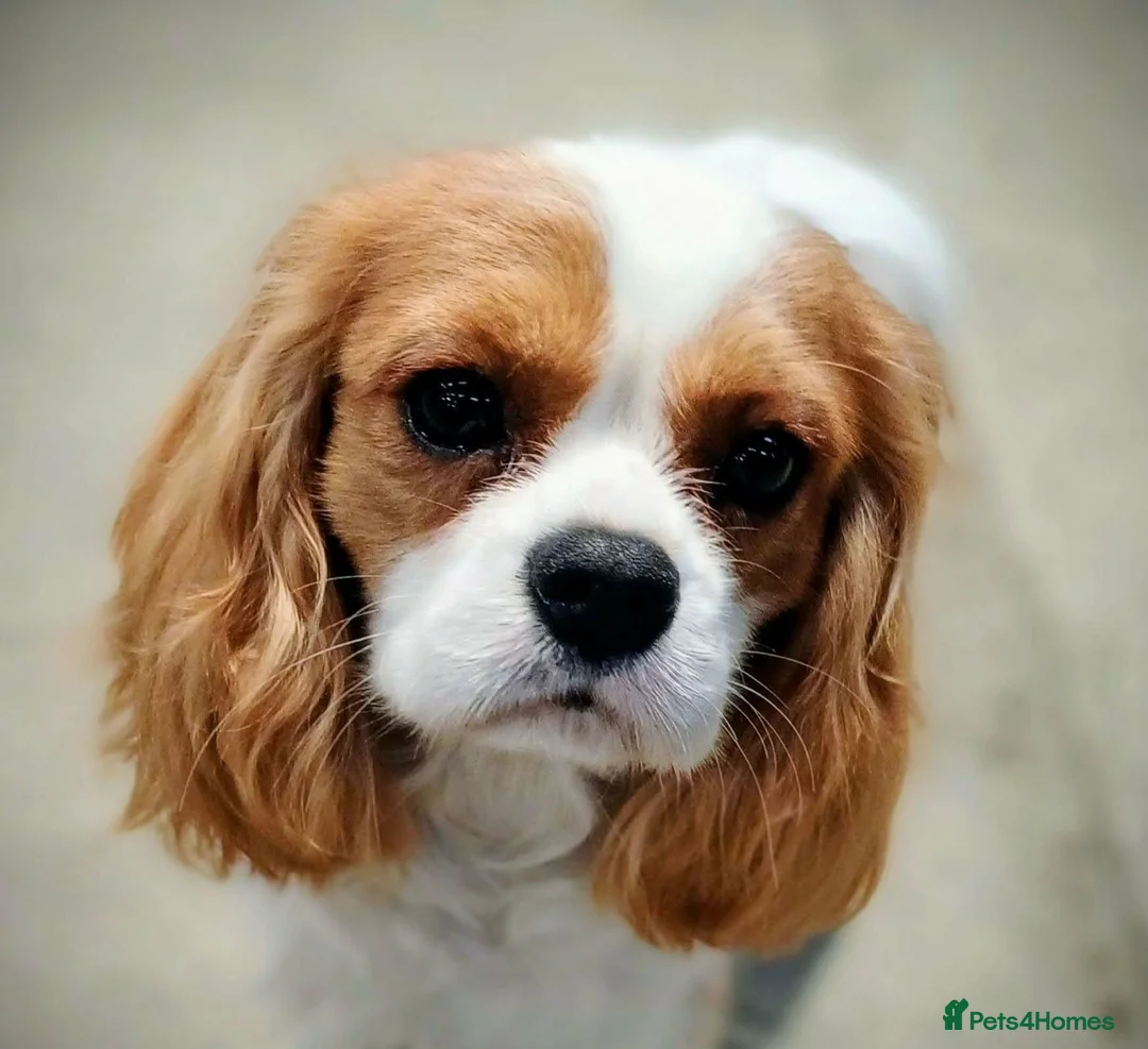 Cavalier King Charles Spaniel dogs for sale: KC health tested outgoing male in Llandysul - Advert 1