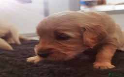 Golden Retriever dogs for sale: Golden Retriever puppies - Image 18