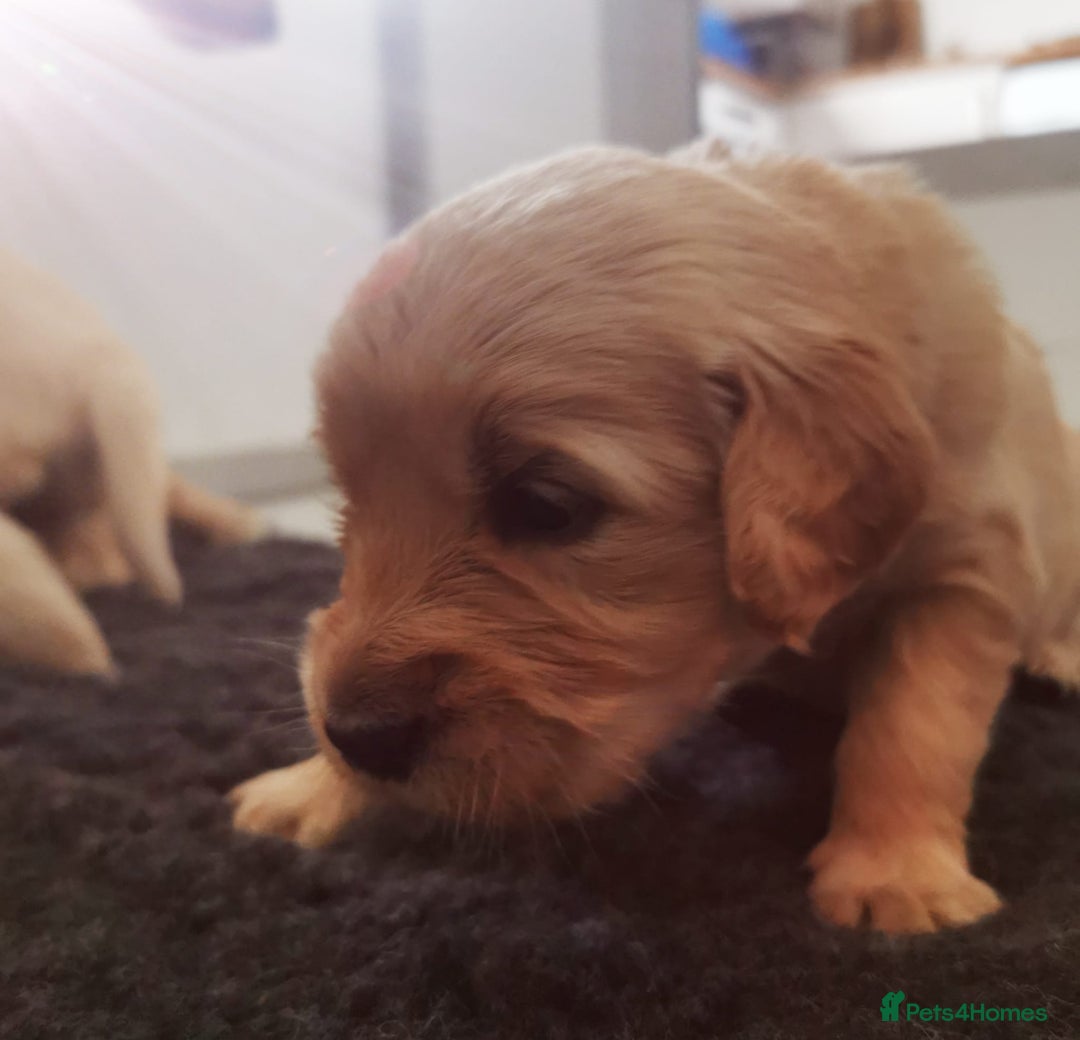 Golden Retriever dogs for sale: Golden Retriever puppies - Image 18