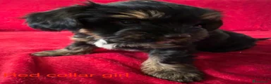 Yorkshire Terrier Puppy 3