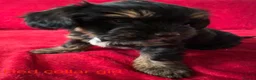 Yorkshire Terrier dogs for sale: Yorkshire/beiwer terrier puppies  - Advert 7