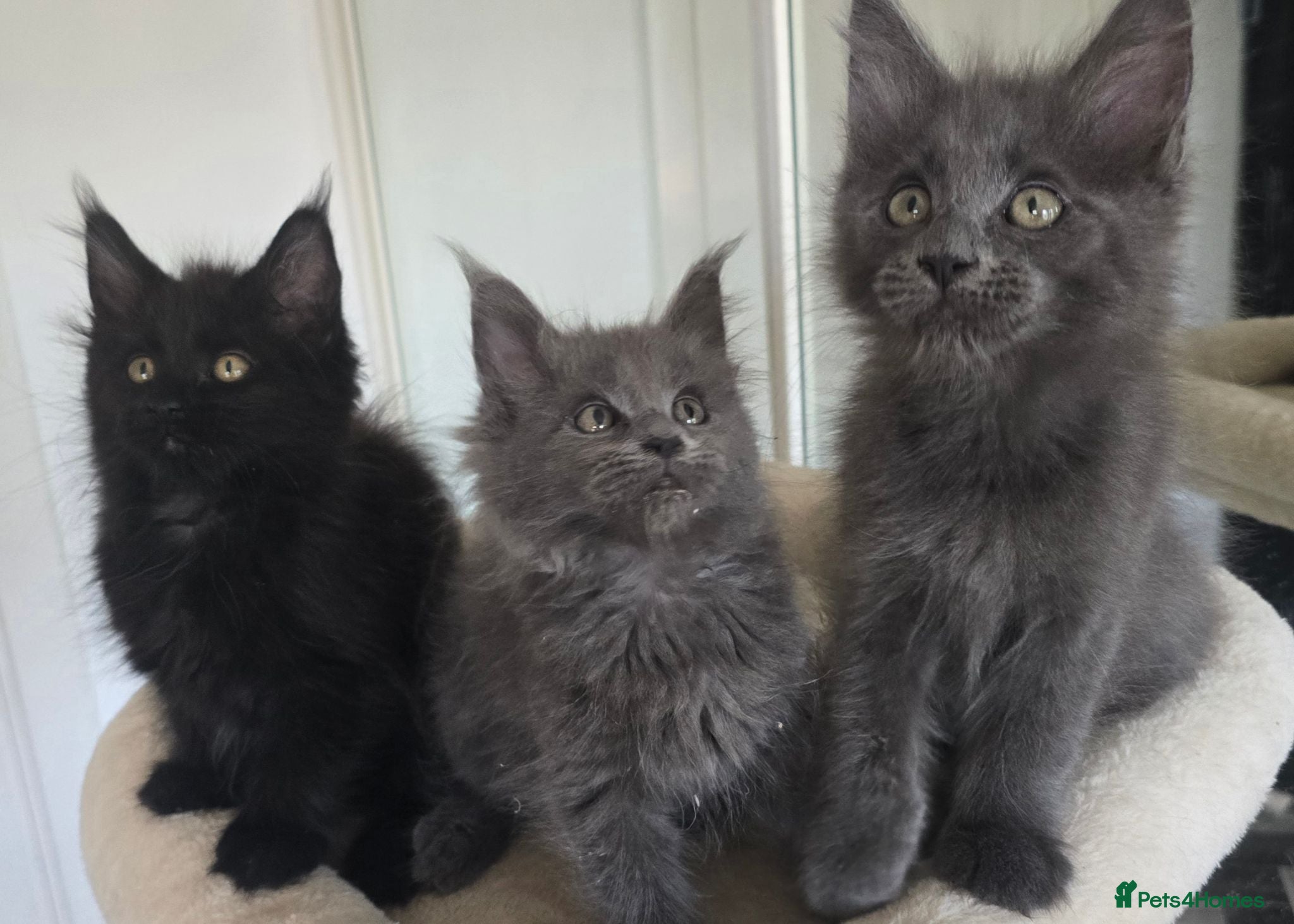 Maine Coon cats Maine coon kittens - Advert 2