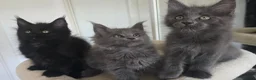 Maine Coon cats for sale: Maine coon kittens - Advert 6