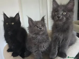 Maine Coon cats Maine coon kittens - Advert 2