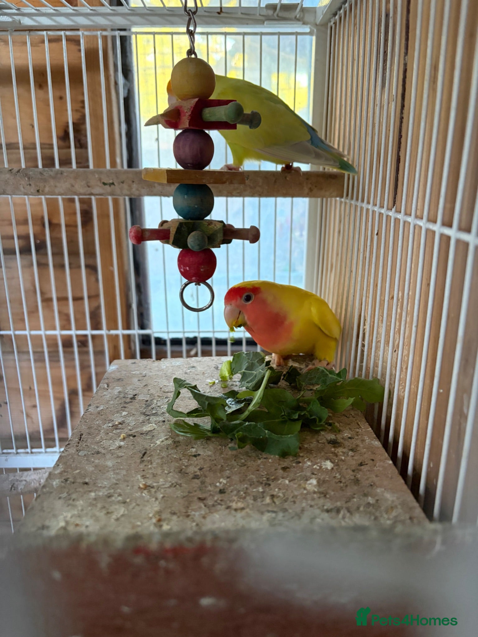 Lovebirds birds love birds for sale  - Advert 2