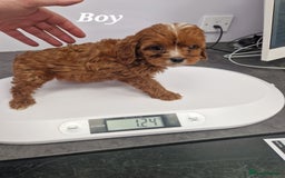 Cavapoo dogs for sale: Fox Red Cavapoo F1 Puppies  - Image 33