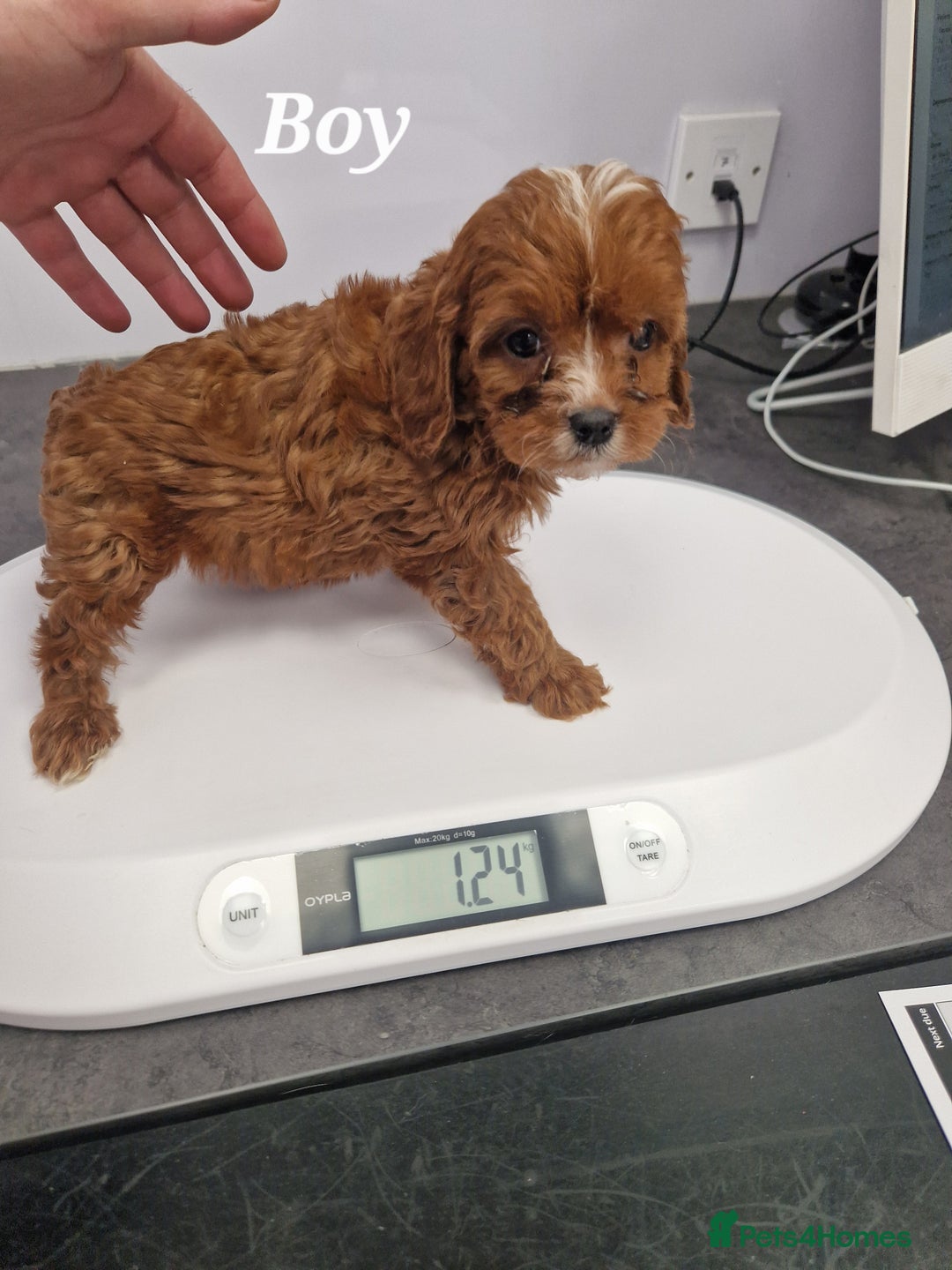 Cavapoo dogs for sale: Fox Red Cavapoo F1 Puppies  - Image 33