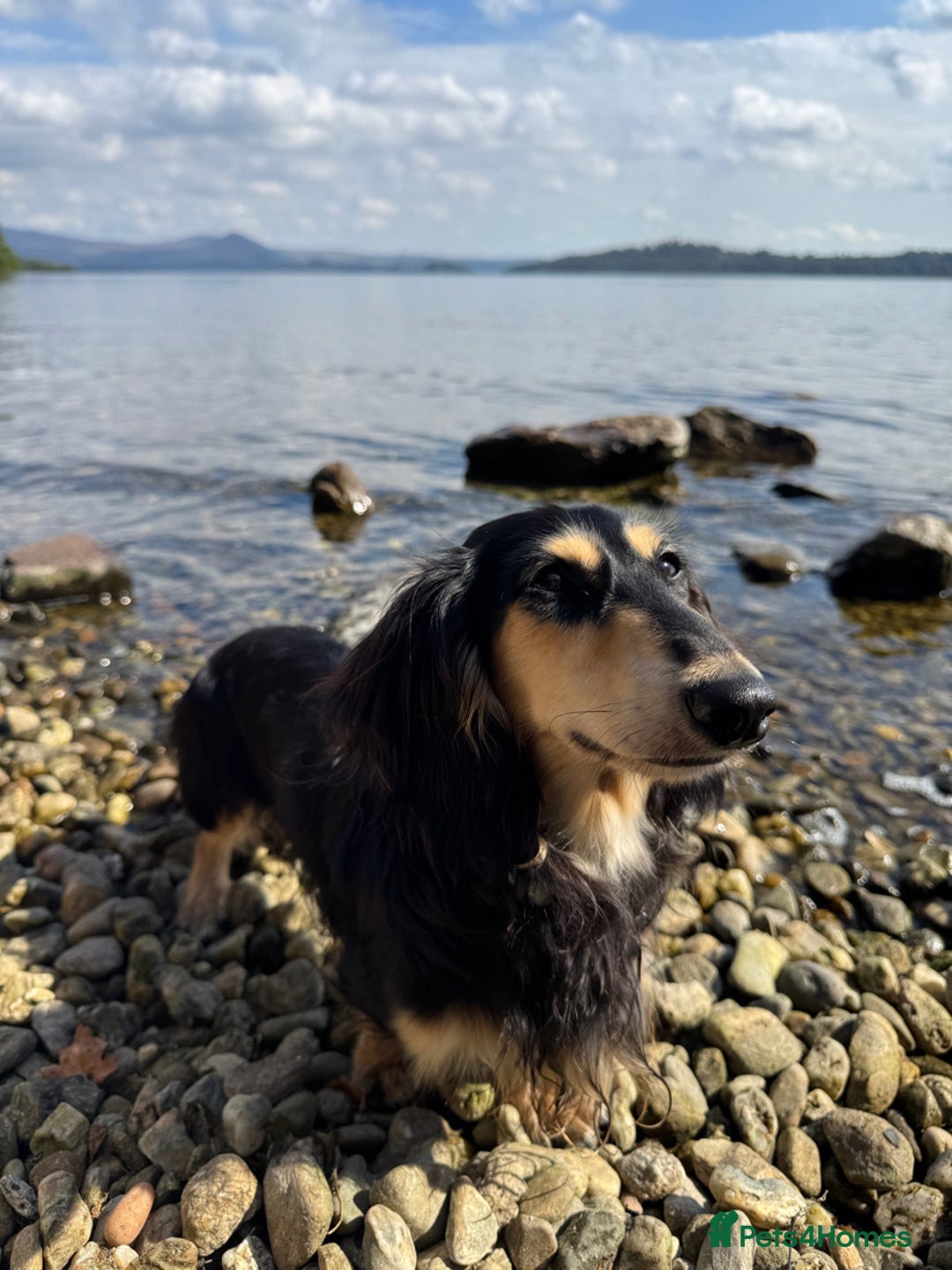 Miniature Dachshund dogs for stud: KC Registered - Health Tested - Proven Stud Dog 🏅 - Advert 10