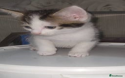 Mixed Breed cats for sale: Kittens ready for new homes  - Image 10