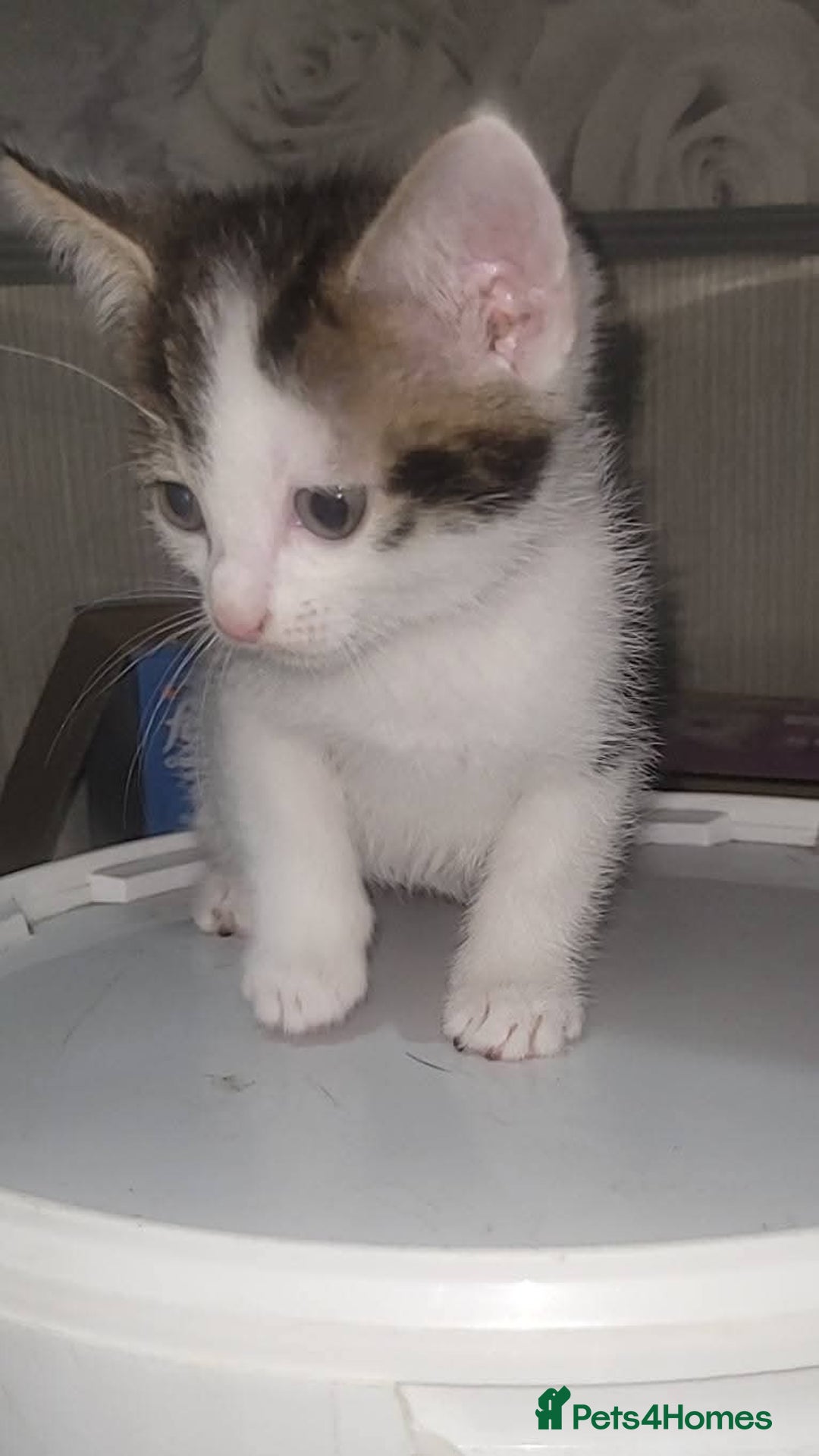 Mixed Breed cats for sale: Kittens ready for new homes  - Image 10
