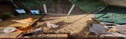 Mixed Breed birds for sale: 4 chickens and whole set up - Advert 4
