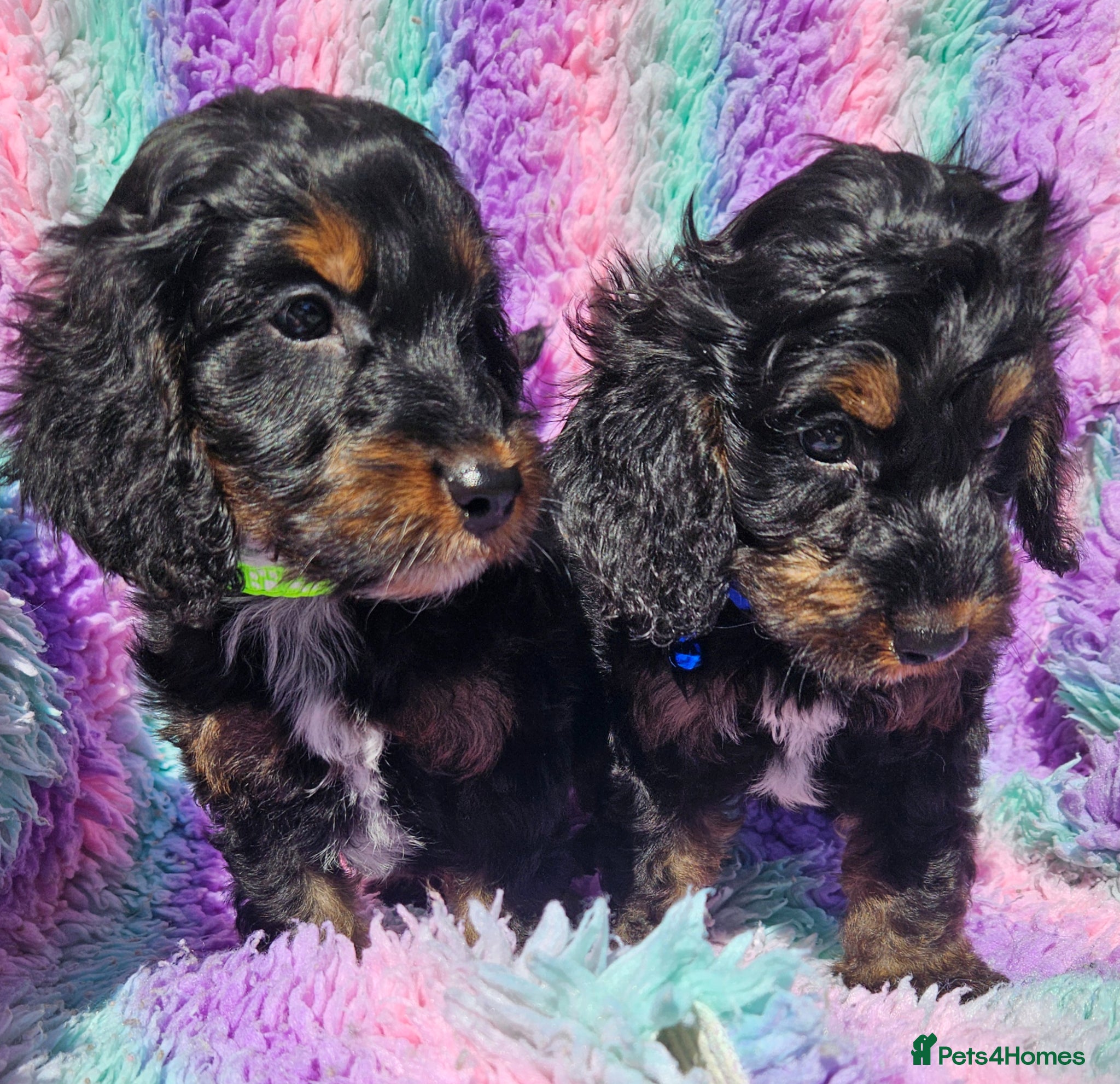 Cockapoo dogs licensed breeder, ready for their forever homes!  - Advert 2