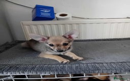 Miniature Pinscher dogs for sale: For sale - Image 3